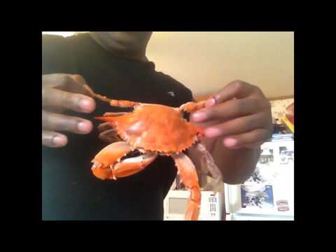 download lagu mp3 mp4 Crab Backfin Meat, download lagu Crab Backfin Meat gratis, unduh video klip Crab Backfin Meat