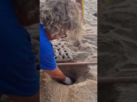 Lacona, quinto nido di tartaruga marina all'Elba del 2025