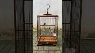 Download lagu Cucak Cungkok Gacor Masteran Juwara mp3