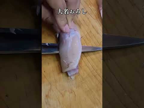 【下準備編】380円の身欠きフグをてっさに！ Fillet pufferfish for making thinly sliced sashimi. #shorts #刺身