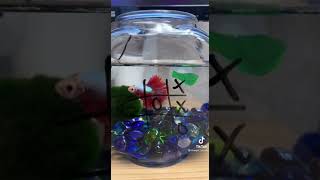 I play tic tac toe with the fish