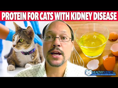 Protein For Cats With Kidney Disease | Top 3 Protein Foods For Your Cat With Kidney Disease