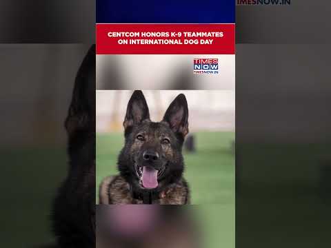 US CENTCOM Honours K-9 Teammate On International Dog Day #shorts