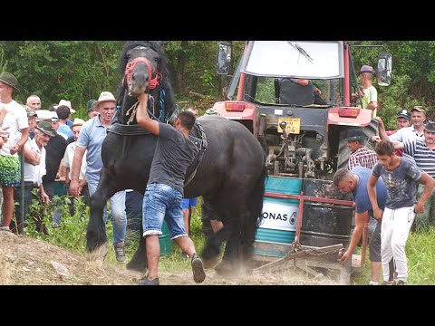 Armăsari buni la tracțiune Pop Corin și Sorina (Șoricelu) de la Baia Mare 2022