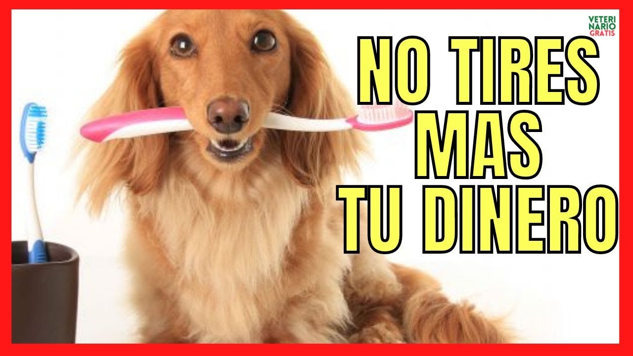 🪥 ¿CÓMO HACER PASTA DE DIENTES CASERA PARA PERROS 🪥 CON O SIN BICARBONATO