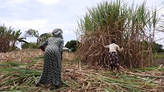We don’t have money to pay your school fees: How School Charges are Driving Children into Child Labour