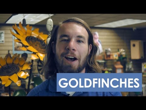 Learn All About Goldfinches in Colorado!