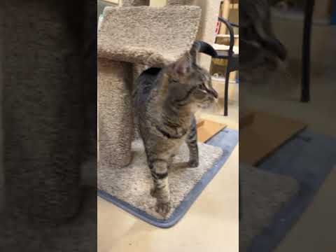 Lyla Youtube Video