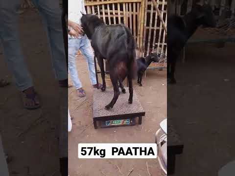 Black Bakra • Heavy Weight Goat Market in Kolkata • 57Kg Bakra Weighing @AsiaBakriMandi Kolkata WB