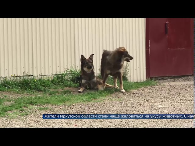В Иркутской области стали чаще кусаться собаки
