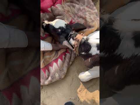 #viralvideo#best#bestview#dehorning#animals