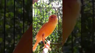 Download lagu Kenari gacor emosi #kenari #kenarigacor #canary #canarias #canario #birds #shorts #shorts mp3