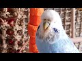9 hours of budgie sounds for pet parakeets to make them happy