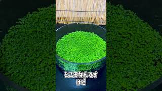 【アクアリウム】初心者でも超簡単に"一瞬"で水草の絨毯を作れる神アイテム