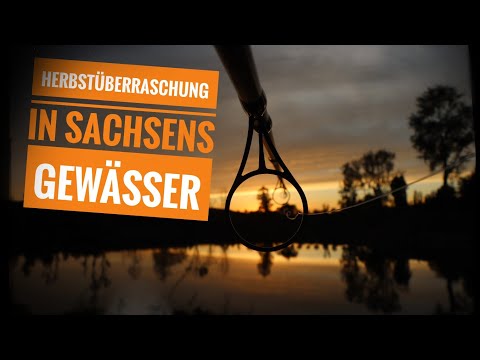 Karpfenangeln an Sachsens Gewässer