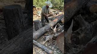 Preserving tree logs for future projects!