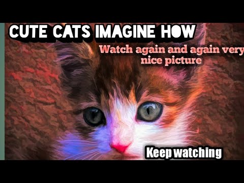 Funny Cute Cats ncs background music