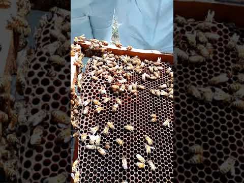 Práctica apicultura 2