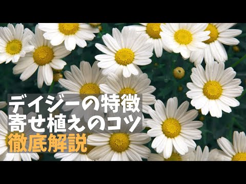 スパニッシュデイジー 植物