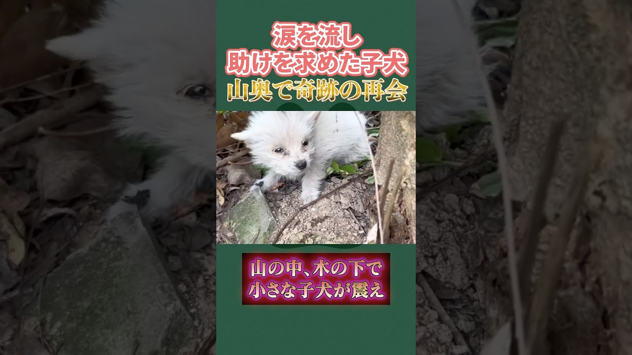涙を流し助けを求めた子犬――山奥で奇跡の再会A puppy cries out for help--a miraculous reunion deep in the mountains