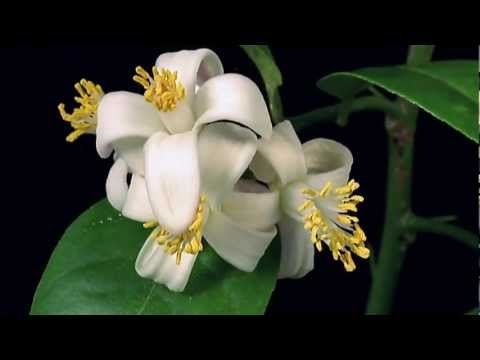 Thumbnail for Vous Etes Mon Coure video