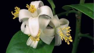 Vous êtes mon cœur (You Are My Heart) - Gungor