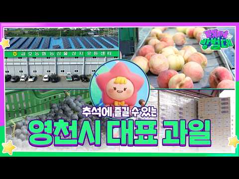 추석 시즌, 맛보면 좋을 영천의 제철 과일은?