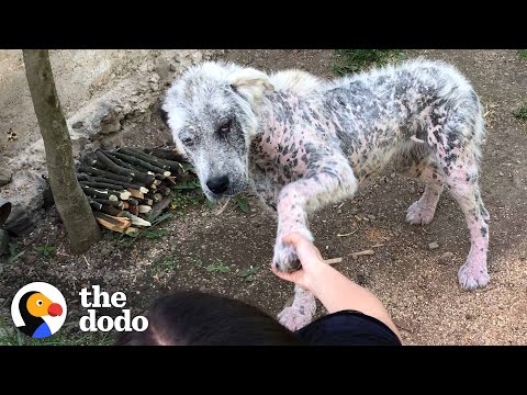 Una perrita callejera amigable se niega a ser rescatada sin su mejor amiga | The Dodo