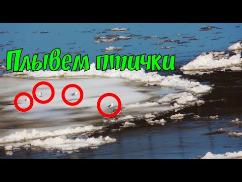 Чайки плывут на льдине