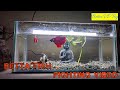 Betta Fish Fighting Video Tamil Fighter Fish Fighting Video Fighter Fish Video In Tamil