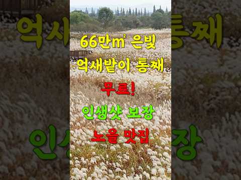 단 하루! 66만㎡ 억새밭이 전부 무료?! 놓치면 1년 후회할 노을빛 축제 !                    [인생샷 스팟] #국내여형, #가을여행, #여행