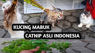 Download lagu Lucu !!! Efek Catnip Pada Kucing Yang Bikin Mabuk mp3