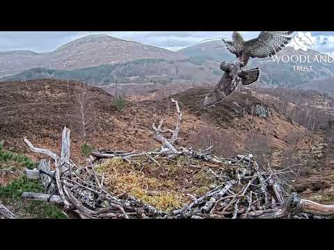 Dramatic fight on Loch Arkaig Osprey Nest One as one Buzzard sees off another 22 Mar 2024 (zoom)