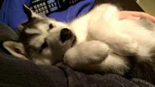 Husky pup falling asleep