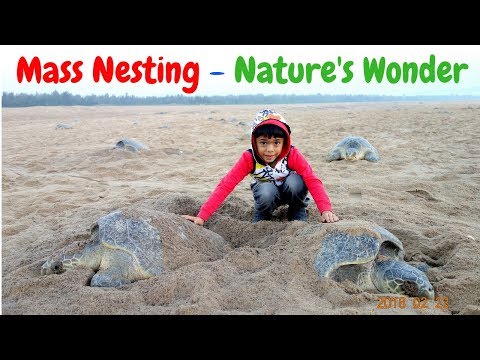 Olive Ridley Sea Turtles Laying Eggs || Mass Nesting  Arribada
