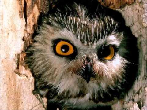 Bald Owl - Owl o' Clock