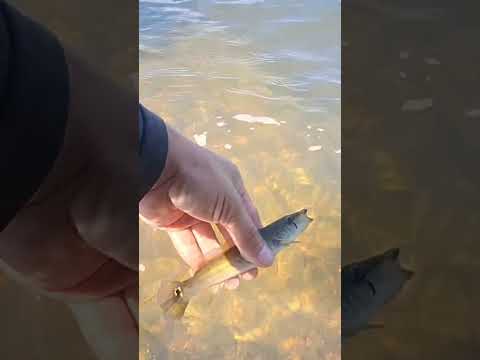 Río Parana #pesca #rioparana #ayolas #misiones