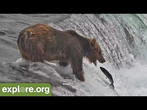 Amazing Salmon Catches! | Best of Bear Cam