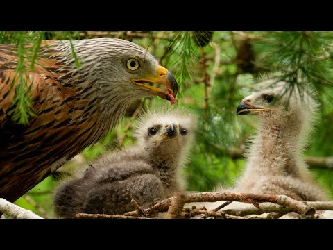 Red Kite Chicks Adorable at Two Weeks Old | Discover Wildlife | Robert E Fuller