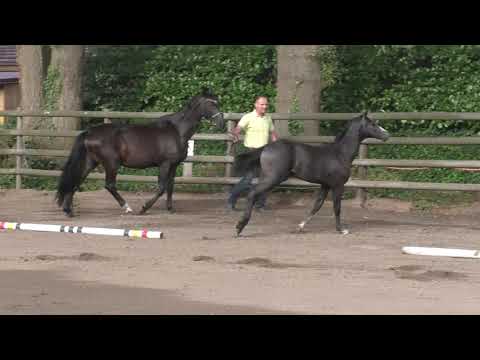 Fohlenrundfahrt 2021 - 20 Hengstfohlen v. Caytens