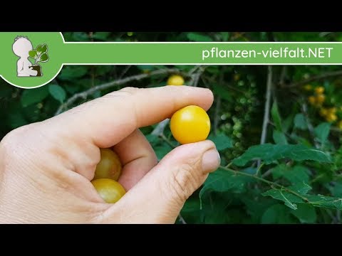 Kirschpflaume - Früchte "gelb" - 27.06.17 (Prunus cerasifera) - Bäume (Früchte) bestimmen