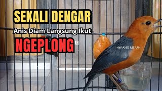 Download lagu Sekali Dengar Langsung Ikut Ngeplong, Suara Ajaib Pancingan Anis Merah Macet Bunyi mp3