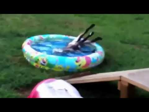 Fainting Goats Funny Video