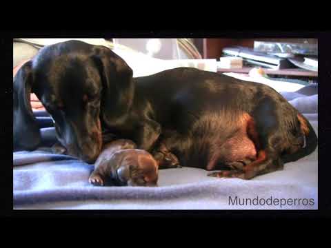El parto y nacimiento de cachorros