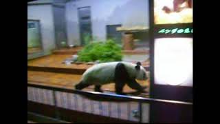 パンダ.リンリン.日本.東京.上野動物園.大貓熊陵陵 (2006年 )