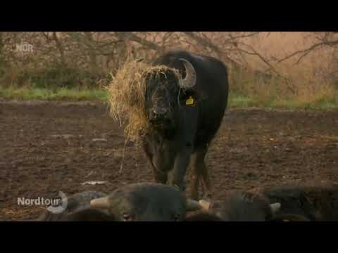 NDR Nordtour 09. 01. 2021 Wasserbüffel Salzhaff Roggow Rerik https://www.bueffelhof-seekoppel.de