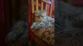 #sound #viral #googlecat #googlekidunia