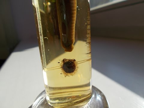 Leech with cocoon - Pijawka z kokonem - Hirudinea - Hirudo