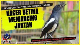 Download lagu Panggilan Kacer Betina Memamcing Kacer Jantan | Bagus Buat Jantan Yang Macet Bunyi Auto Respon 100% mp3 Download lagu Panggilan Kacer Betina Memamcing Kacer Jantan | Bagus Buat Jantan Yang Macet Bunyi Auto Respon 100% mp3