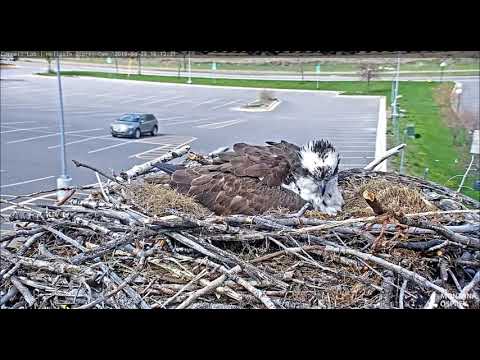 Iris lays second egg of 2019  2019 04 29